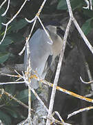 Boat-billed Heron