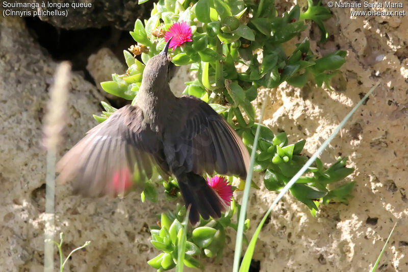 Beautiful Sunbird female adult, habitat, clues