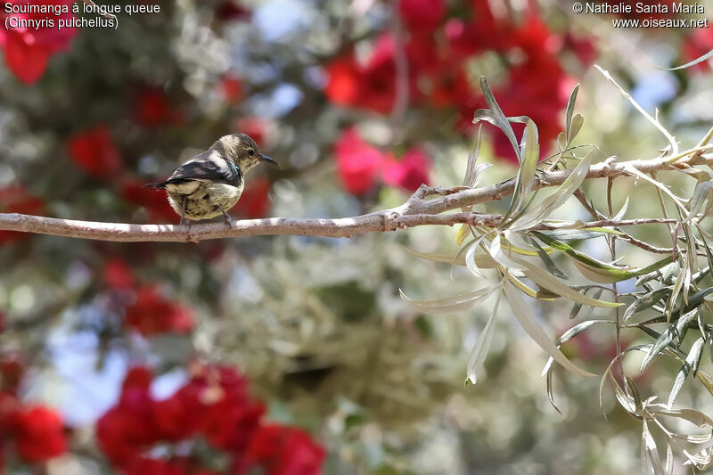 Beautiful Sunbirdimmature, identification, habitat