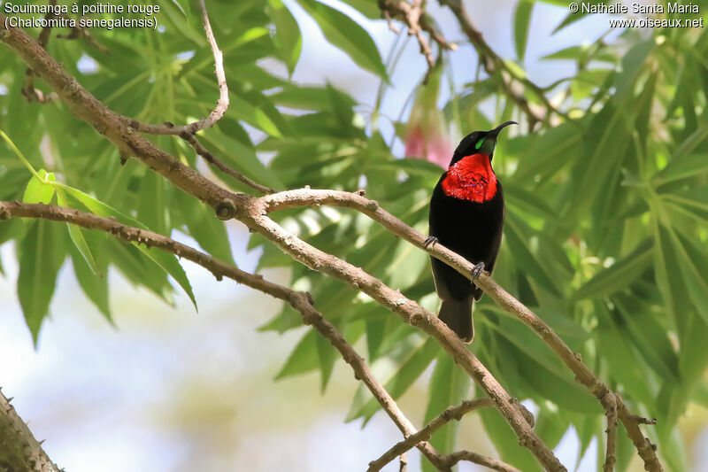 Scarlet-chested Sunbird male adult, identification, habitat