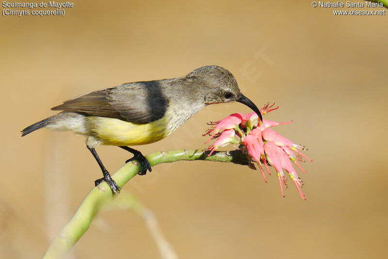 Mayotte Sunbird female adult, identification, feeding habits, eats