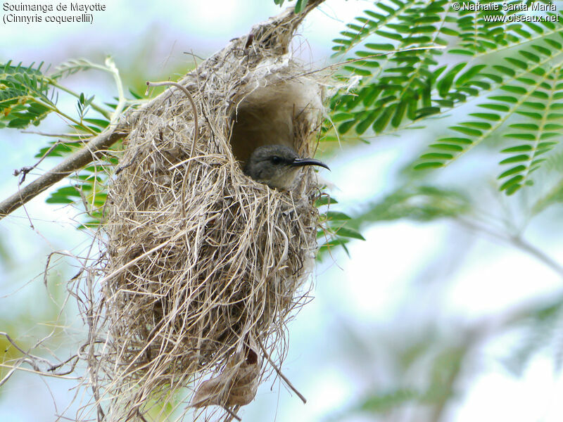 Mayotte Sunbird female adult breeding, identification, habitat, Reproduction-nesting, Behaviour