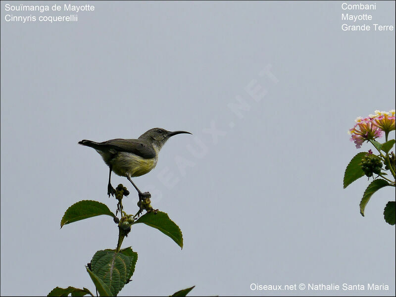 Mayotte Sunbird female adult, identification, Behaviour