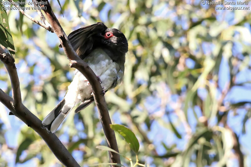 Australasian Figbird male immature, identification
