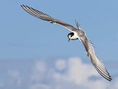 Arctic Tern