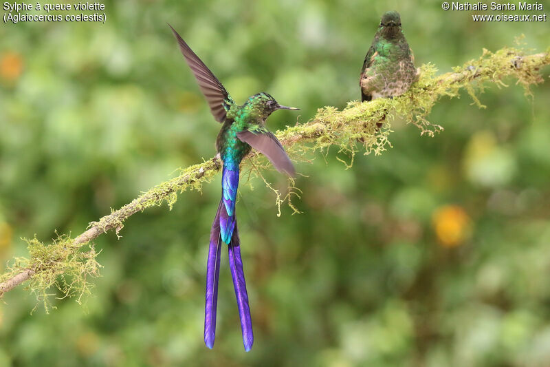 Violet-tailed Sylphadult, identification