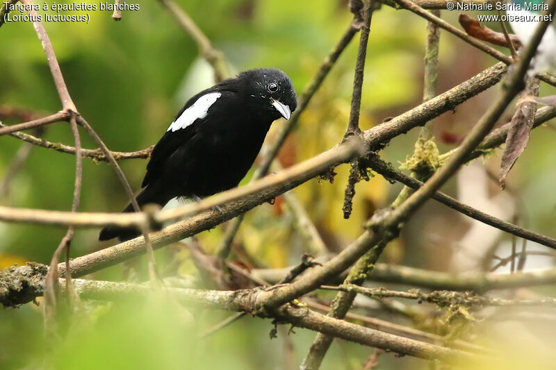 White-shouldered Tanager male adult, identification