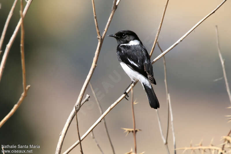 African Stonechat male adult, identification