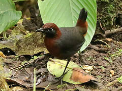 Rufous-breasted Antthrush