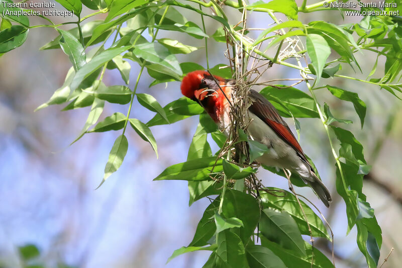 Red-headed Weaver male adult breeding, identification, habitat, Reproduction-nesting