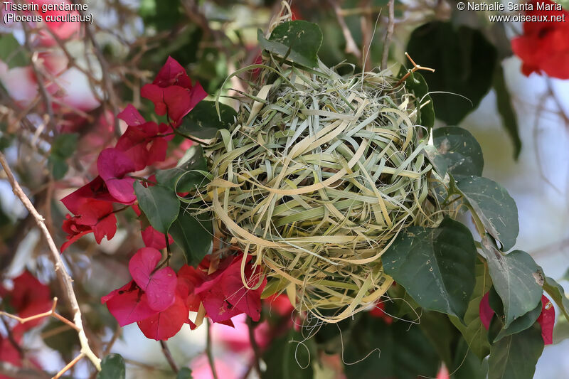 Village Weaver, Reproduction-nesting