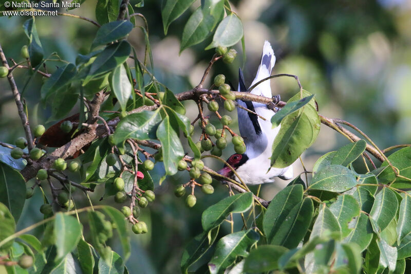 Masked Tityra male adult, identification, feeding habits