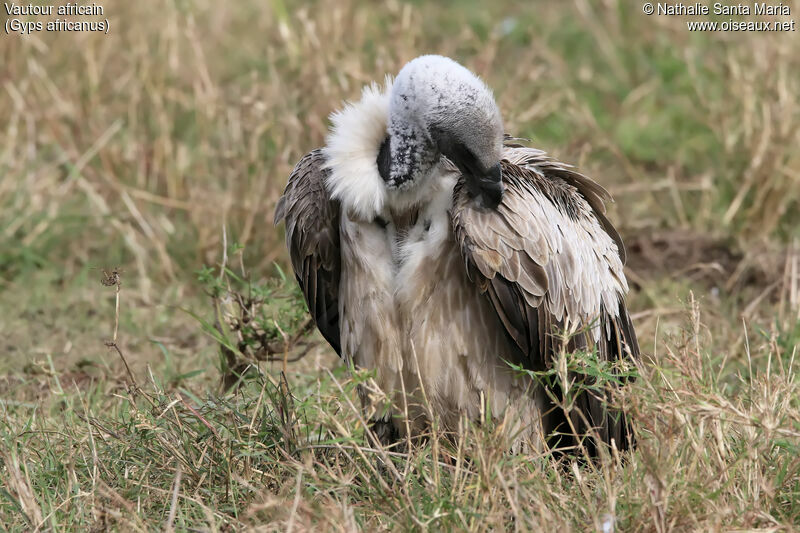 White-backed Vultureimmature, identification, habitat, care