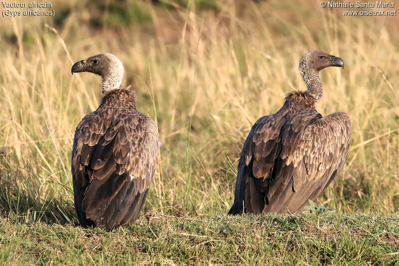 White-backed Vultureimmature, identification, habitat, Behaviour