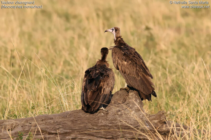 Hooded Vulturejuvenile, identification, habitat, Behaviour