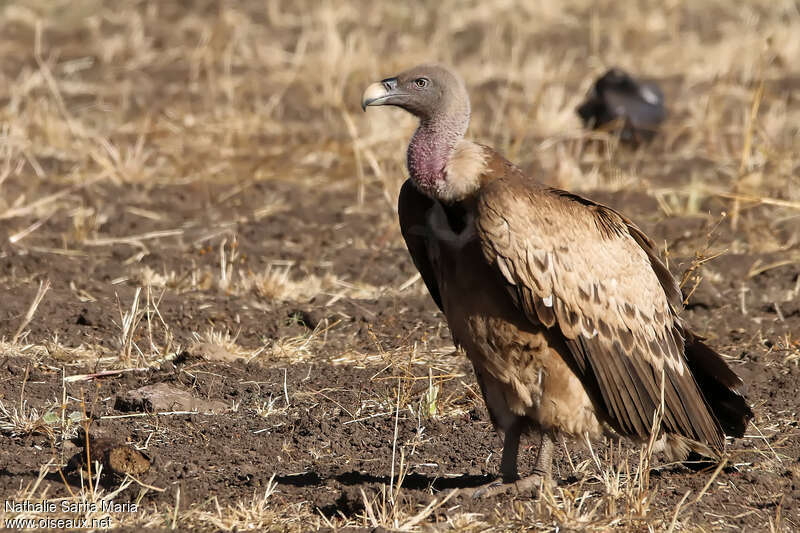 Rüppell's VultureSecond year, identification