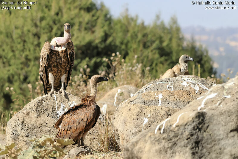 Rüppell's Vultureadult, habitat