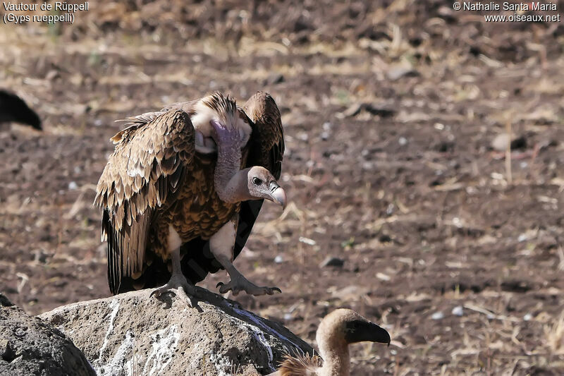 Rüppell's Vulture, identification, habitat, walking