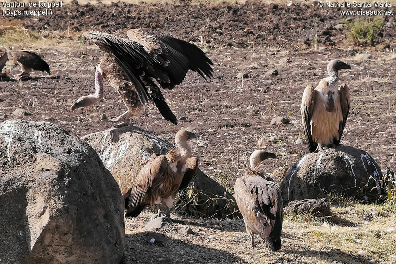 Rüppell's Vultureimmature, habitat