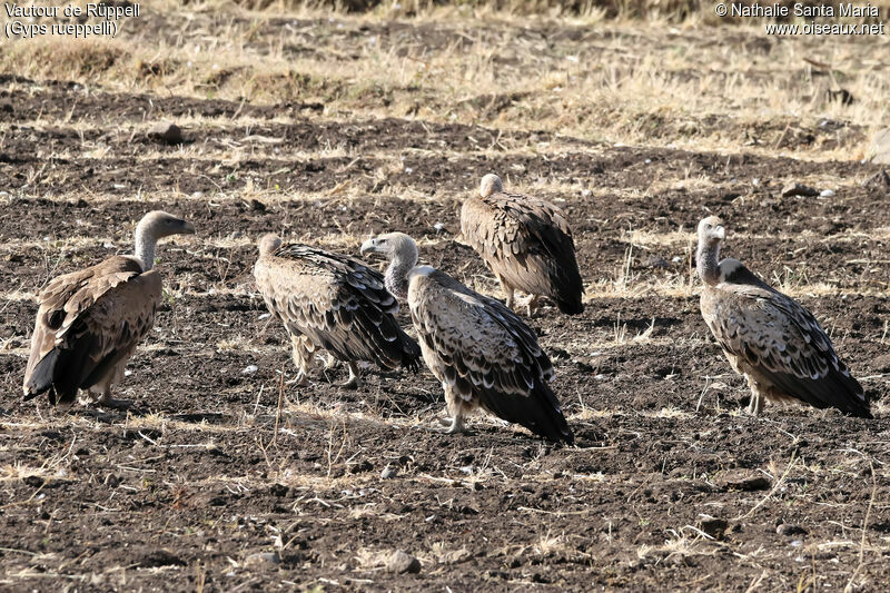 Rüppell's Vulture, habitat