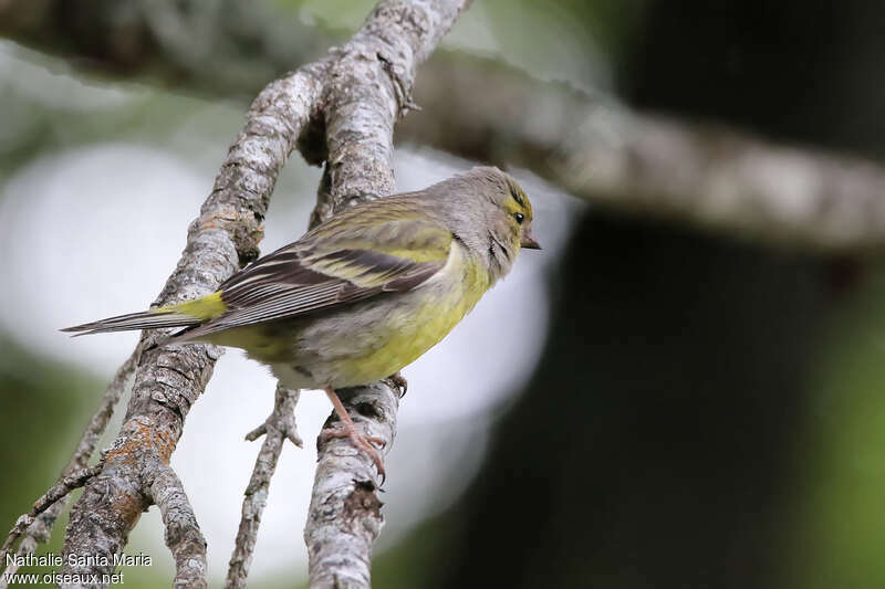 Citril Finch female adult, identification