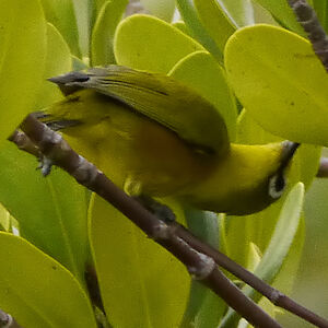 Mayotte White-eye