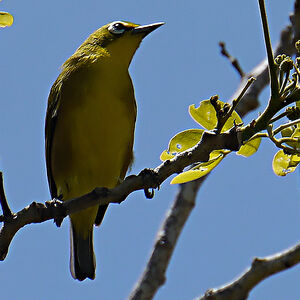 Mayotte White-eye