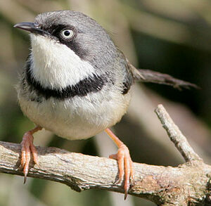 Apalis � collier