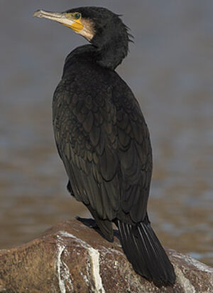 Grand Cormoran