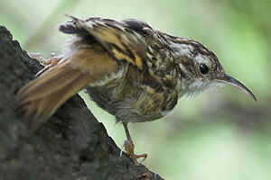 Short-toed Treecreeper 
&copy; Nathan Livartowski
