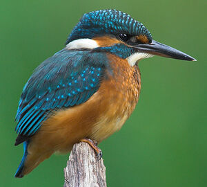 Common Kingfisher 
&copy; Nathan Livartowski