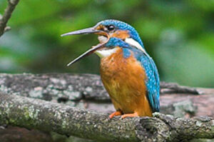 Common Kingfisher 
&copy; Nathan Livartowski