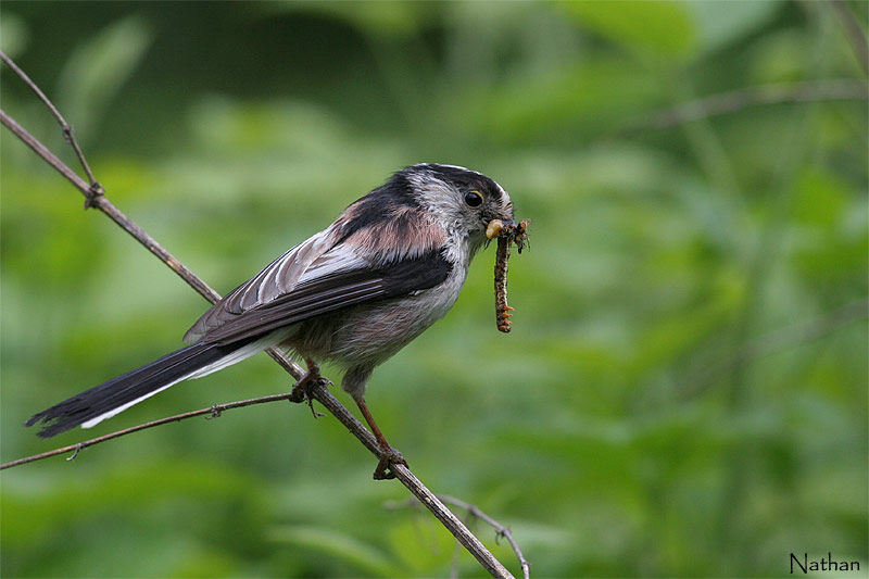 Mésange à longue queue - Aegithalos caudatus