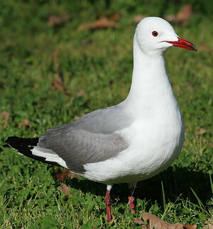 Mouette de Hartlaub