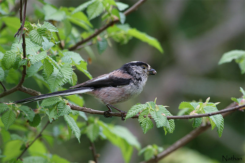 Long-tailed Titadult