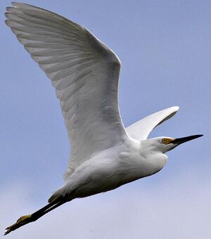 Aigrette neigeuse