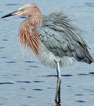 Aigrette rouss�tre