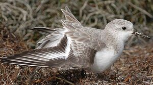 B�casseau sanderling