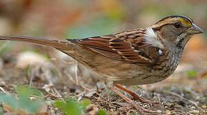 Bruant � gorge blanche