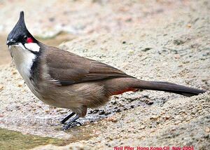 Bulbul orph�e