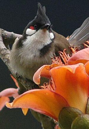 Bulbul orph�e