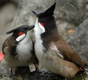 Bulbul orph�e
