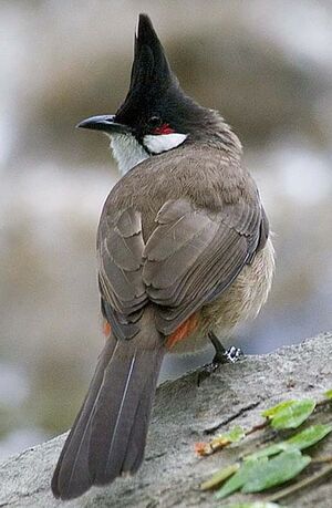 Bulbul orph�e