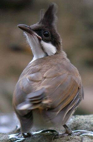 Red-whiskered Bulbul