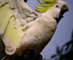Cacato�s � huppe jaune