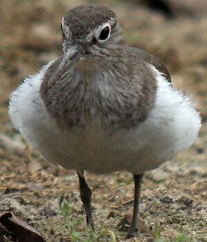 Common Sandpiper