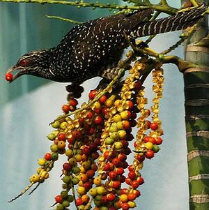 Asian Koel