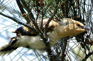 Channel-billed Cuckoo