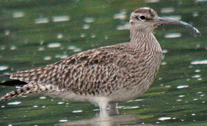 Whimbrel 
&copy; Neil Fifer
