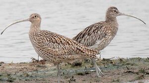 Eastern Curlew